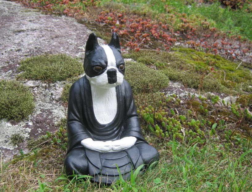 Boston Terrier Yoga Statue