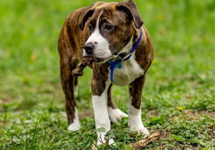 boxer american staffordshire terrier mix puppies