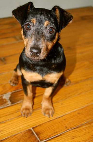 Brown And Black Jack Russell Terrier