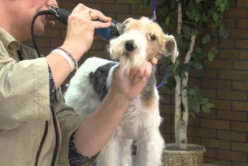 Brush For Wire Haired Terrier