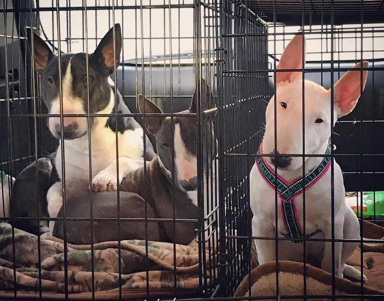 Bull Terrier Adoption Colorado