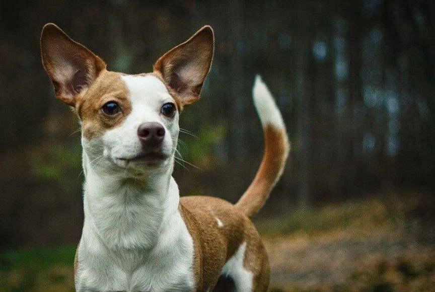 Bull Terrier And Chihuahua Mix