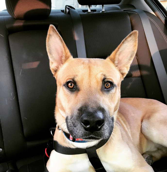 Bull Terrier And German Shepherd Mix