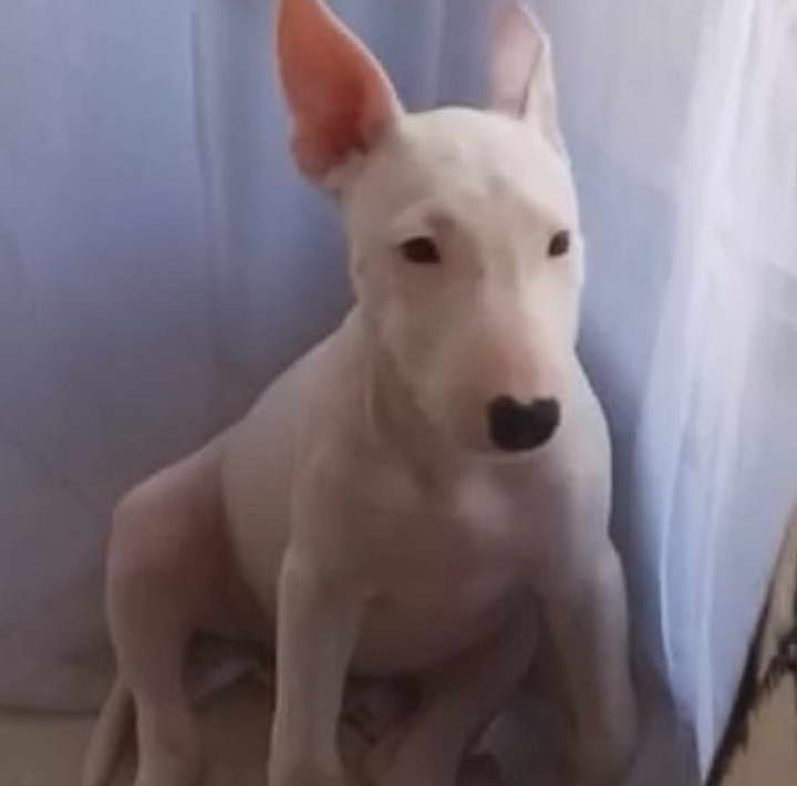 Bull Terrier Austin