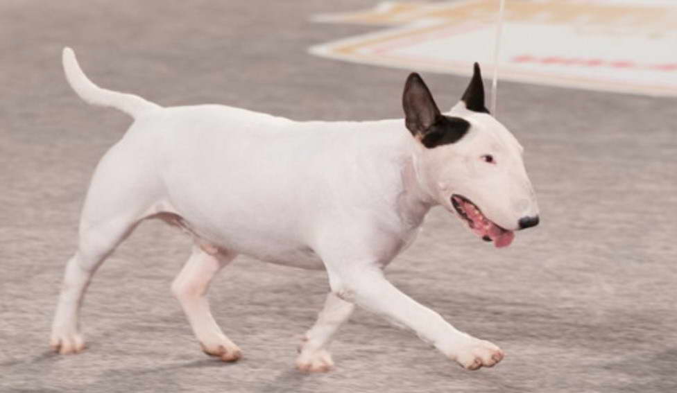 bull terrier blanco