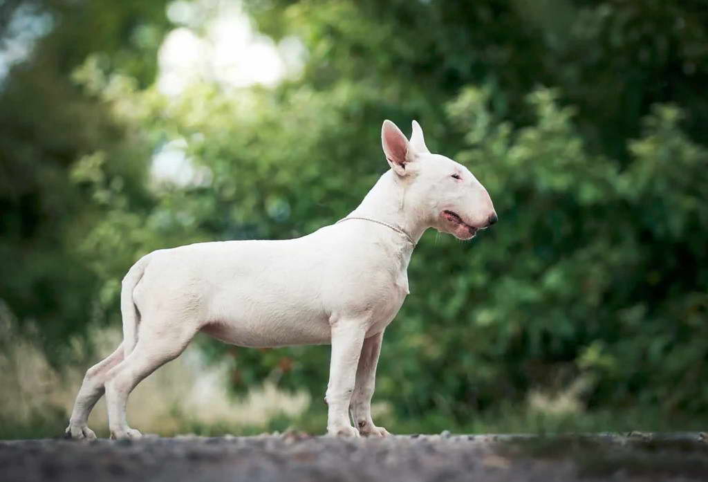 Bull Terrier Breeder Washington State