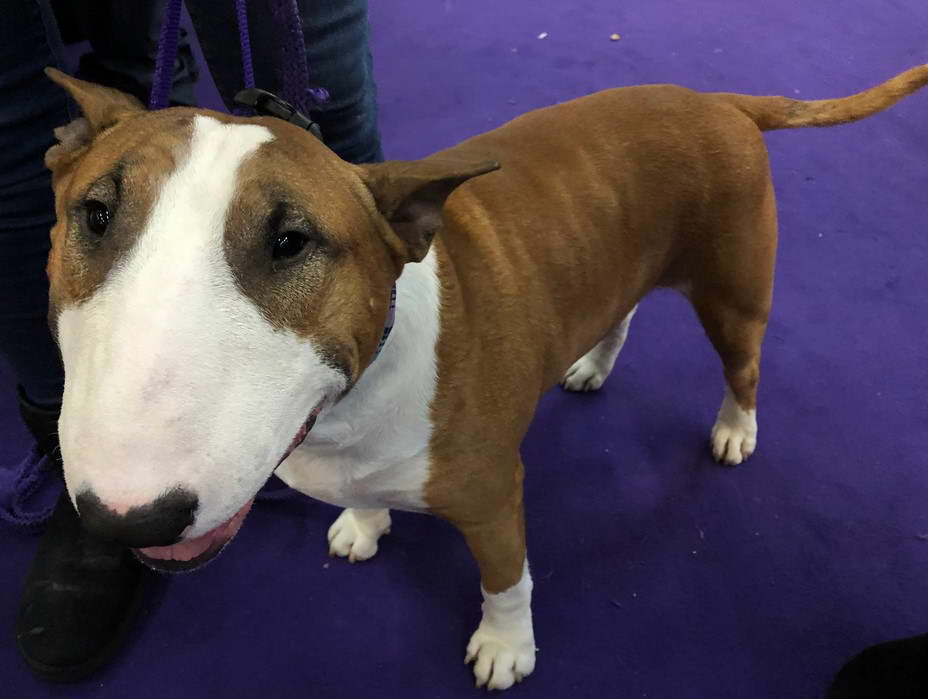 Bull Terrier Breeders in PA