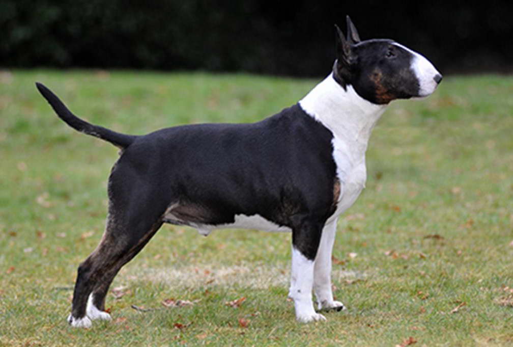 Bull Terrier Club of New England