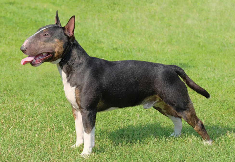 Bull Terrier Club QLD