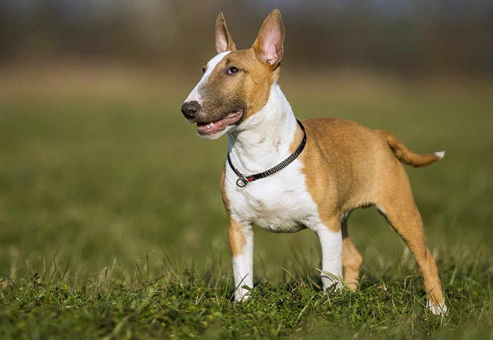 Bull Terrier Colors Brindle & White