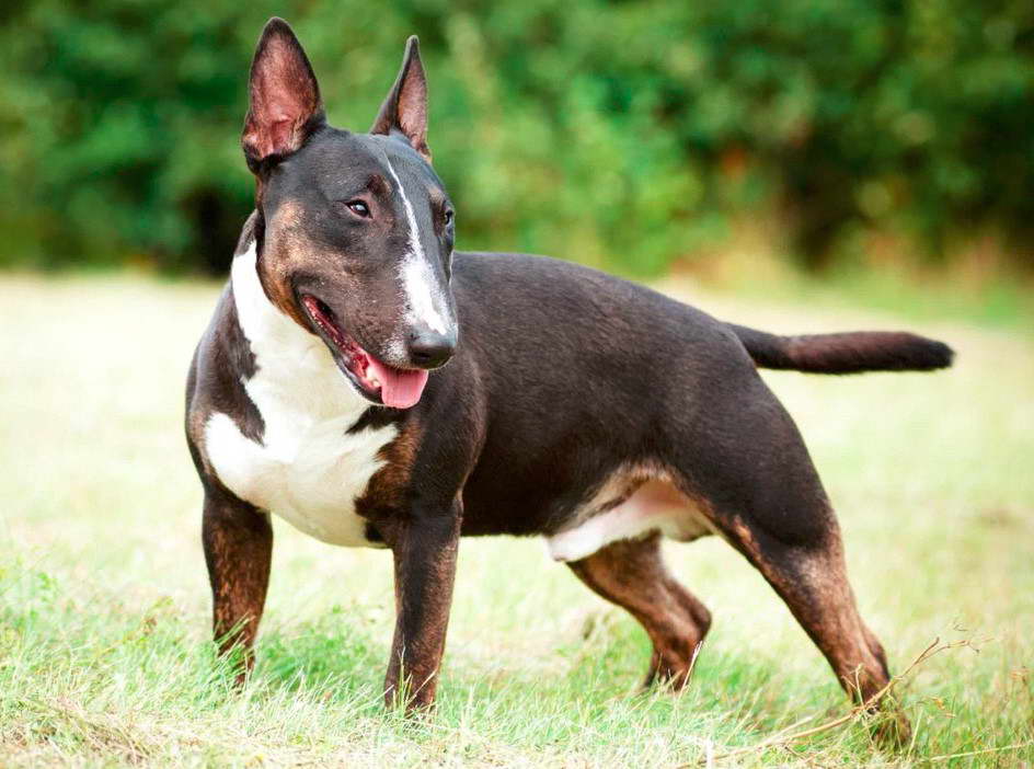 bull terrier discipline