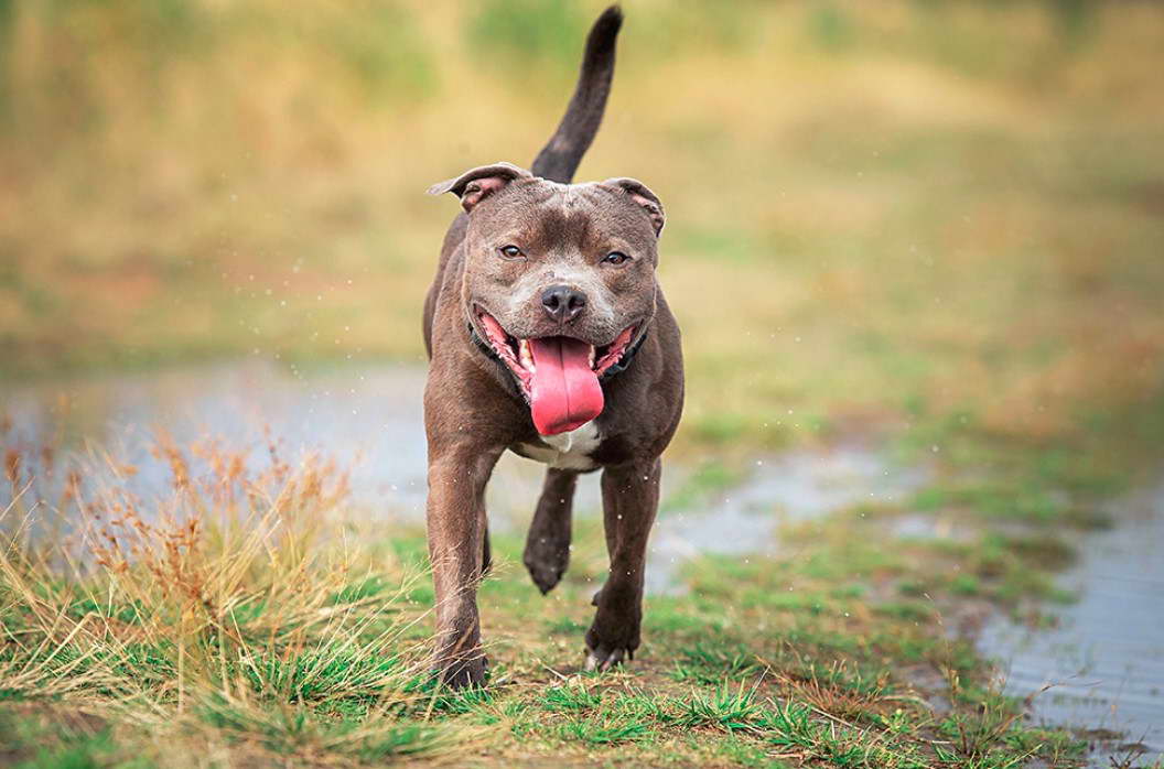 Bull Terrier Food Allergies