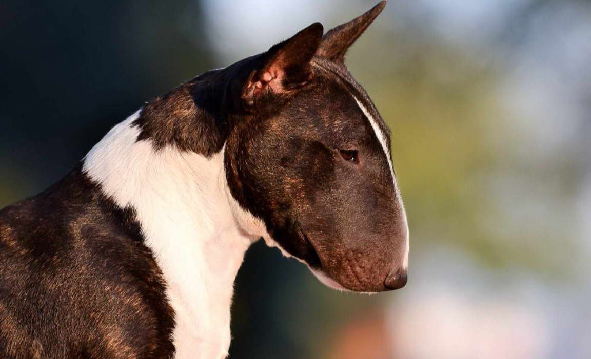 Bull Terrier For Sale in Illinois