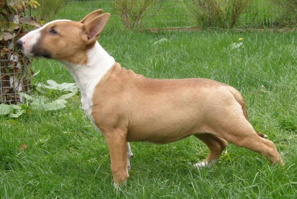 Bull Terrier For Sale In Portland OR