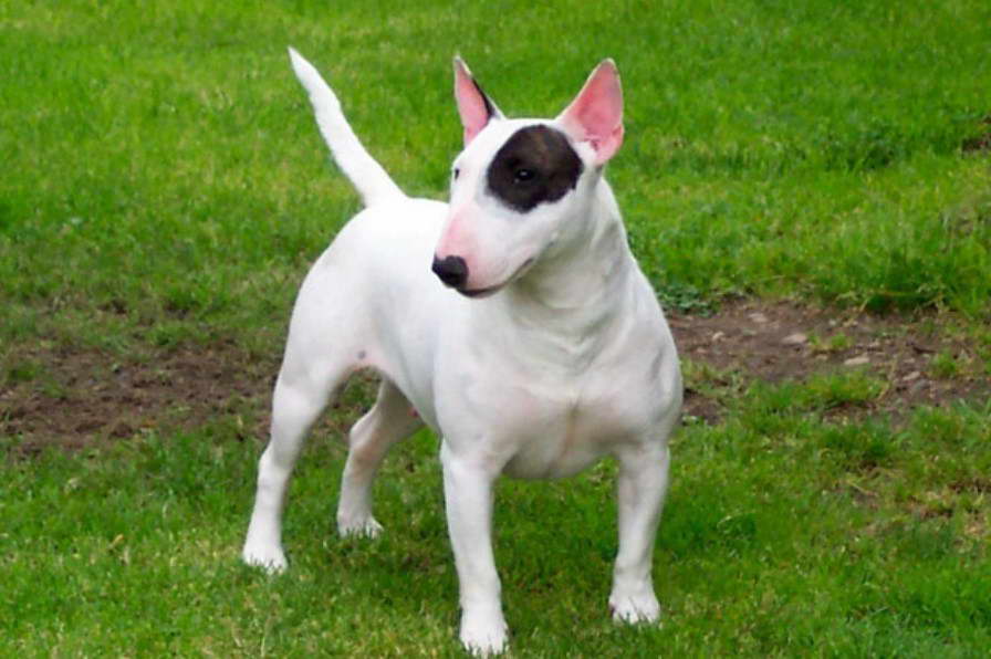 Bull Terrier For Sale Michigan