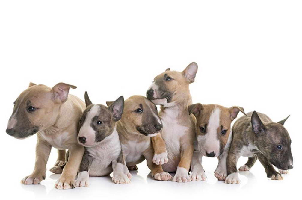 Bull Terrier For Sale Phoenix AZ