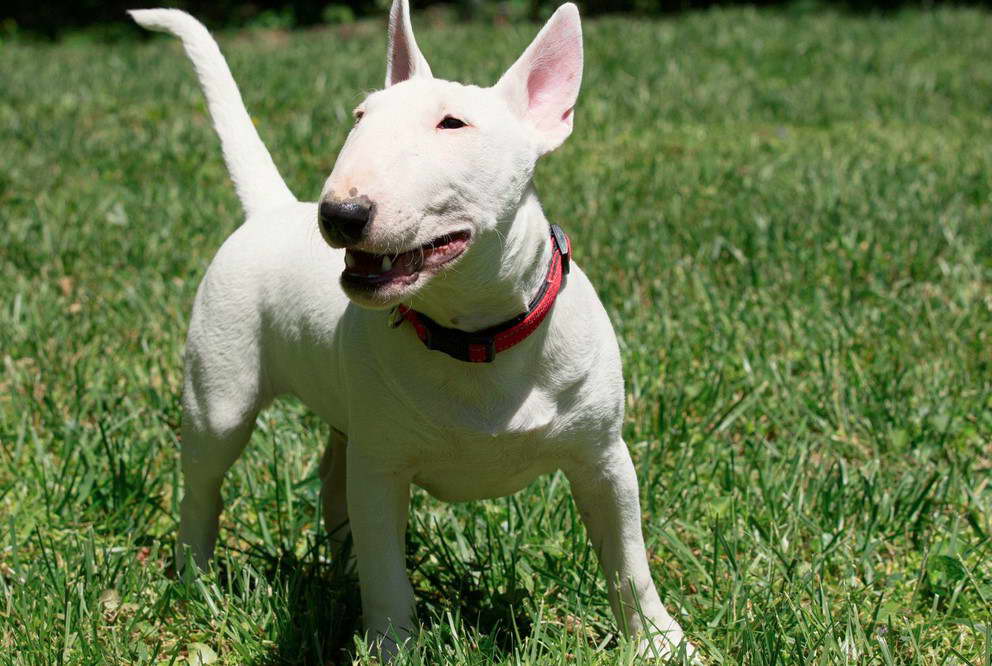 Bull Terrier Front