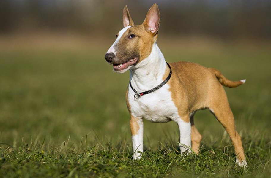 Bull Terrier German Shepherd