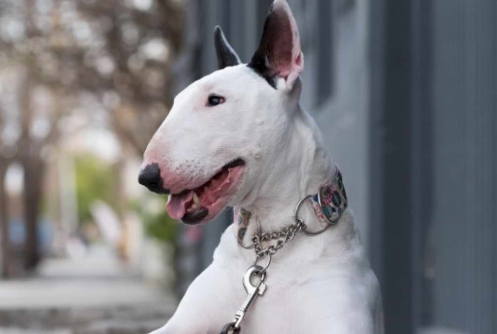 Bull Terrier Ingles Blanco Con Parche