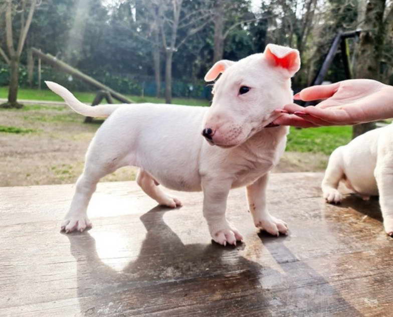 Bull Terrier Ingles Precio Mercadolibre