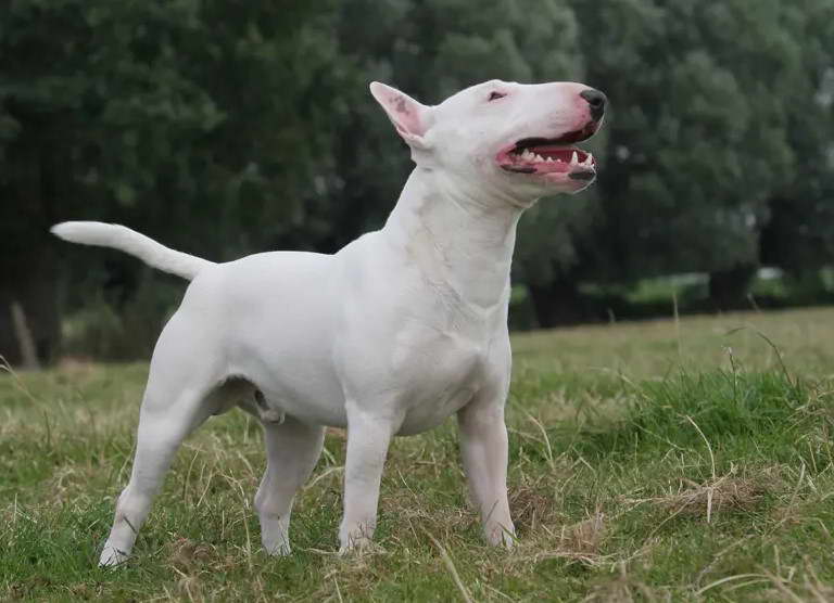 Bull Terrier Inglese