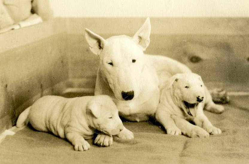 Bull Terrier Israel