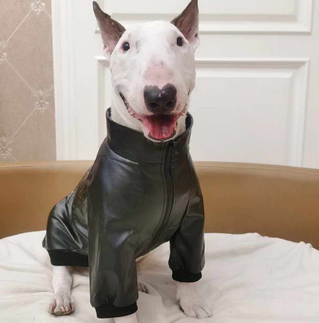 Bull Terrier Jacket