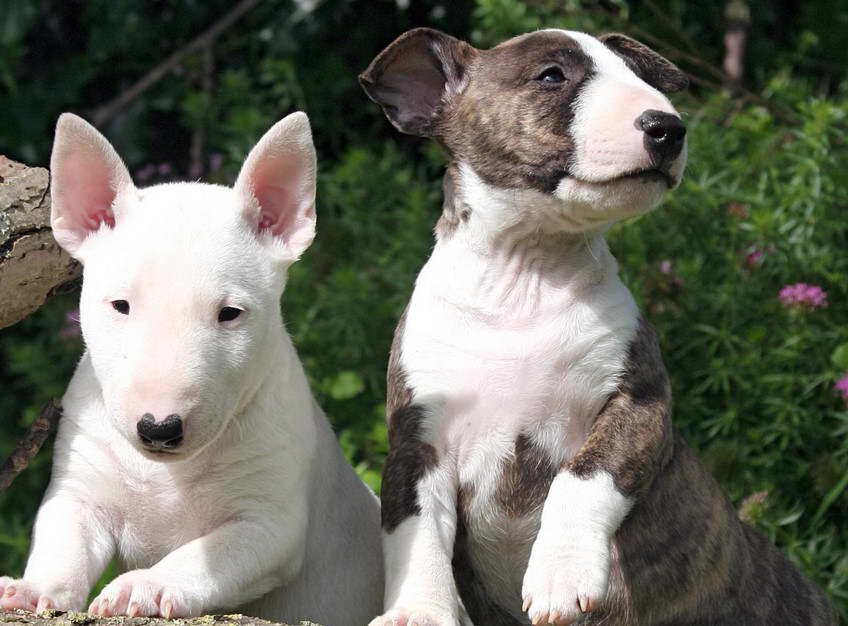 Bull Terrier Miniature vs Bull Terrier