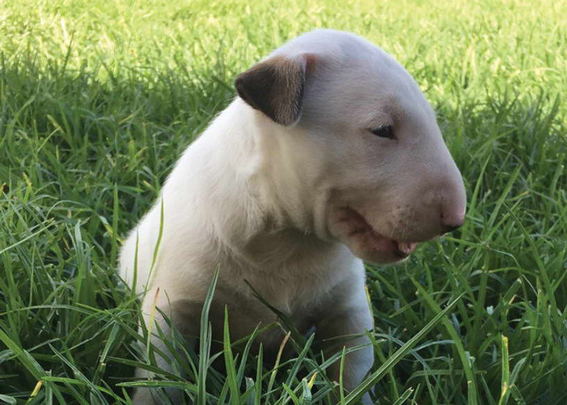 Bull Terrier Perth