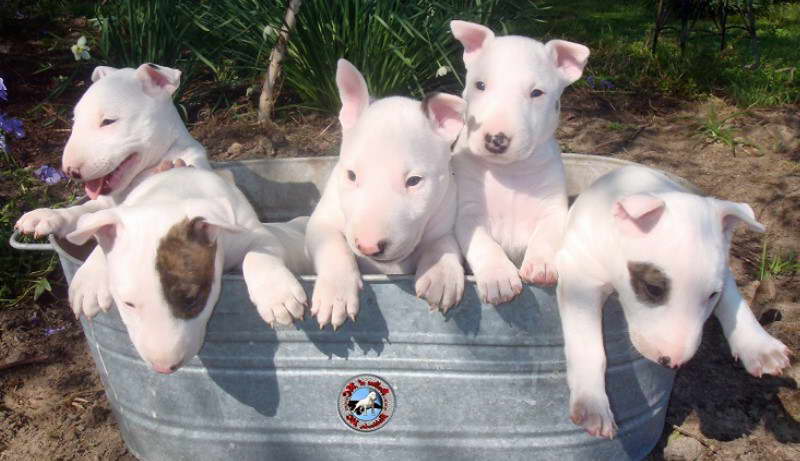 Bull Terrier Puppies Atlanta