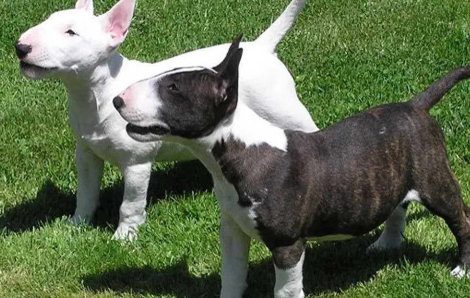 Bull Terrier Puppies Austin