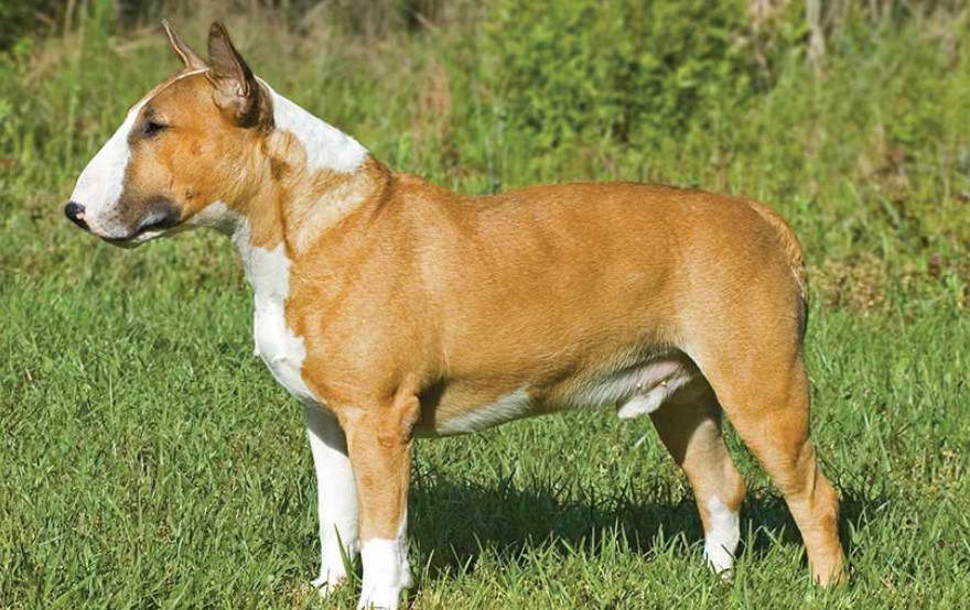 Bull Terrier Puppies for Sale in NJ