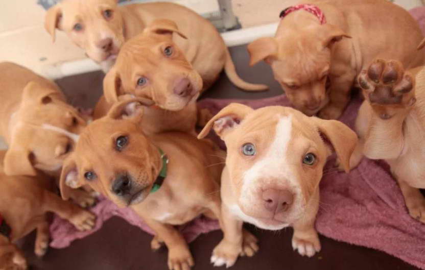 Bull Terrier Puppies For Sale In Odessa TX