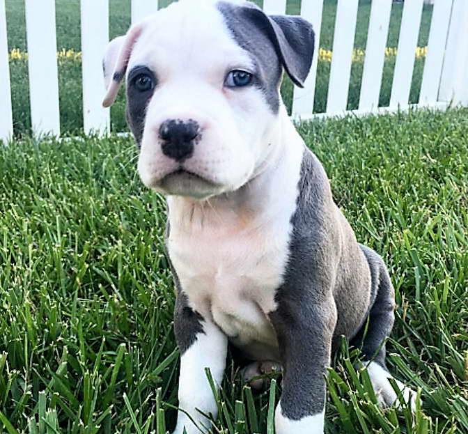 Bull Terrier Puppies For Sale New Jersey