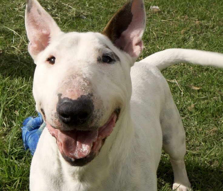 Bull Terrier Puppies For Sale NSW