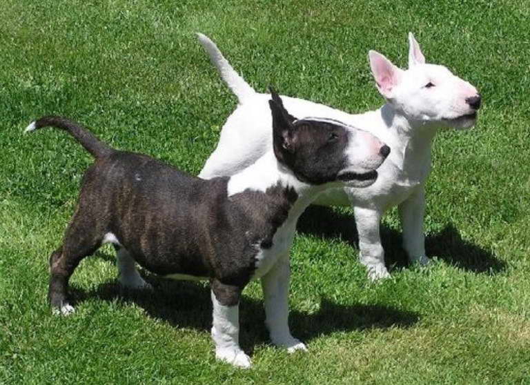 Bull Terrier Puppies For Sale Phoenix AZ