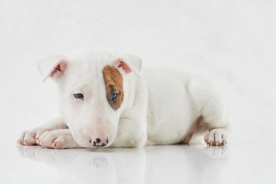 Bull Terrier Puppies Missouri