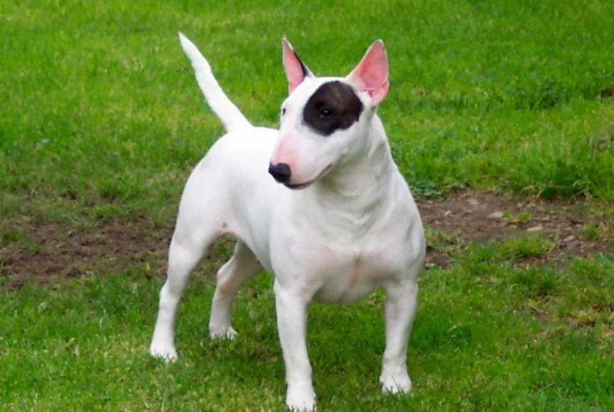 Bull Terrier Puppies Sacramento