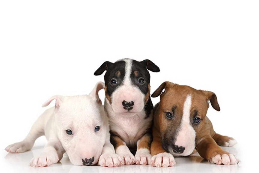 Bull Terrier Puppy Food