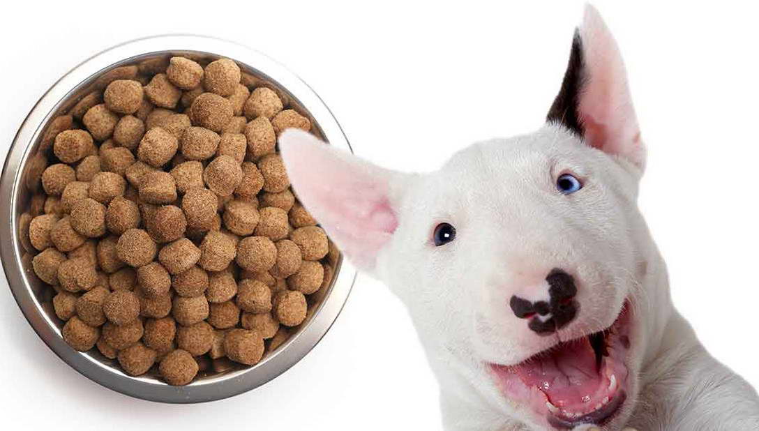 Bull Terrier Raw Diet