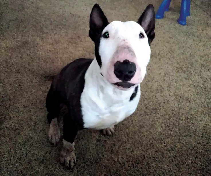 Bull Terrier Rescue Ontario Canada