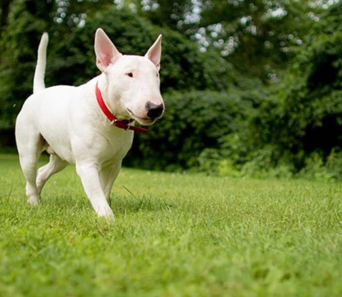 Bull Terrier Rescue Puget Sound