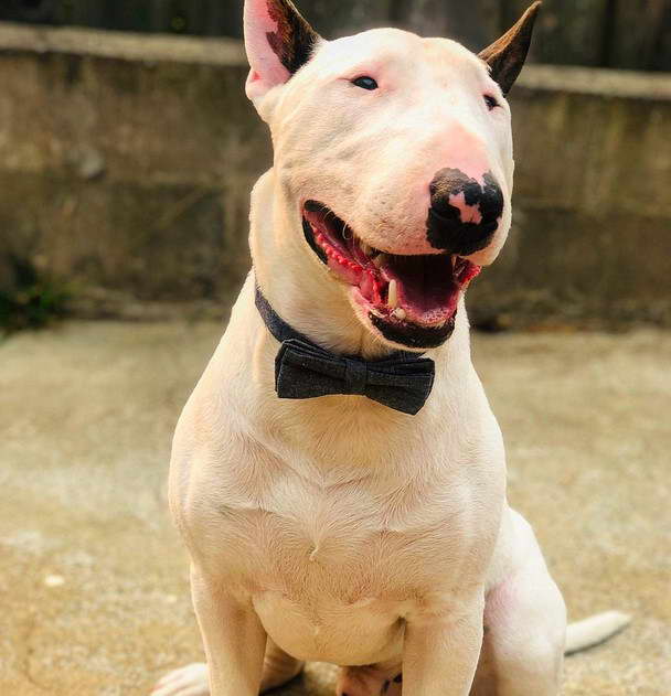 Bull Terrier San Francisco