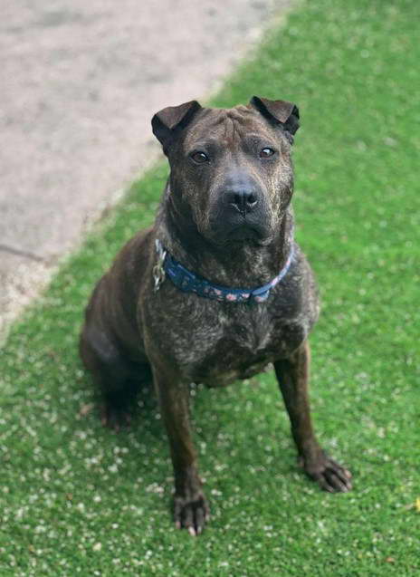 Bull Terrier Shar Pei