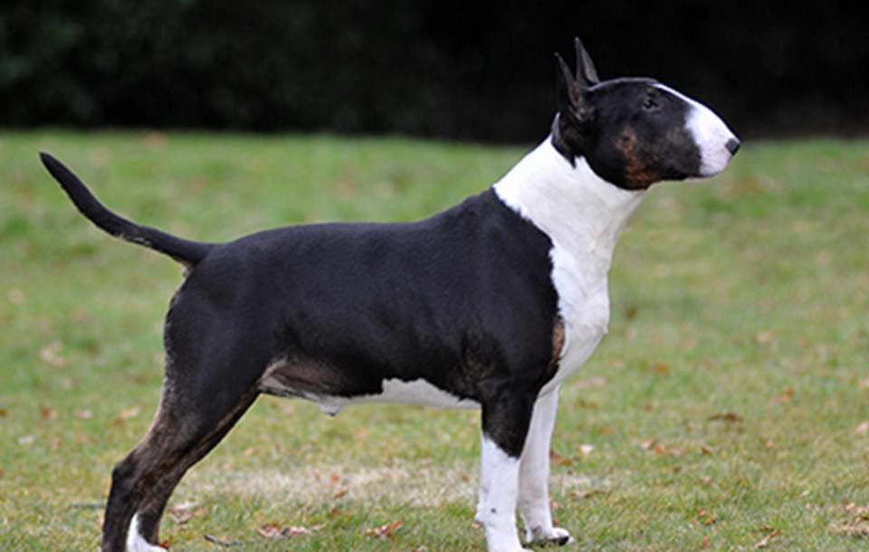 Bull Terrier Stud Fee