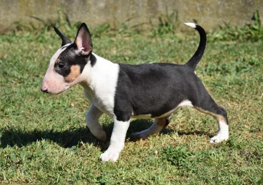 Bull Terrier Te Koop