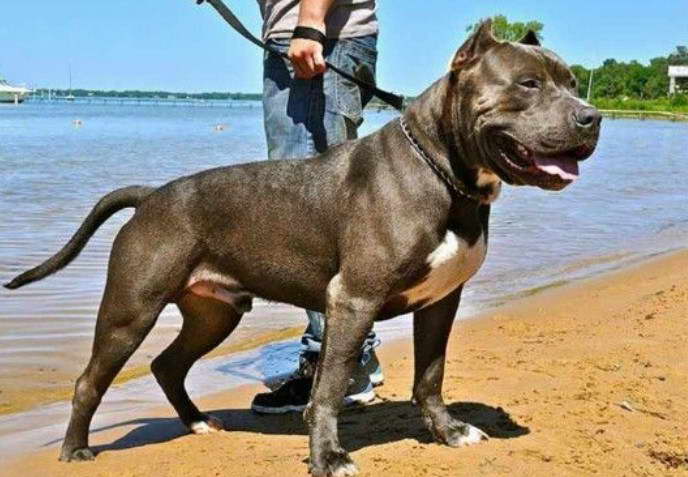 Bull Terrier x Cane Corso