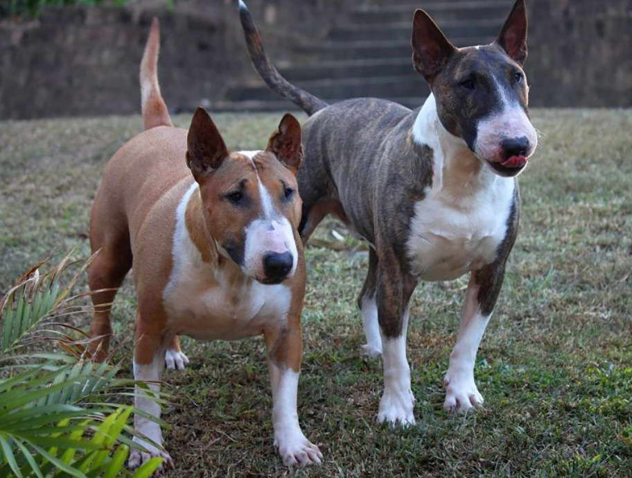 Bully Mix With Bull Terrier