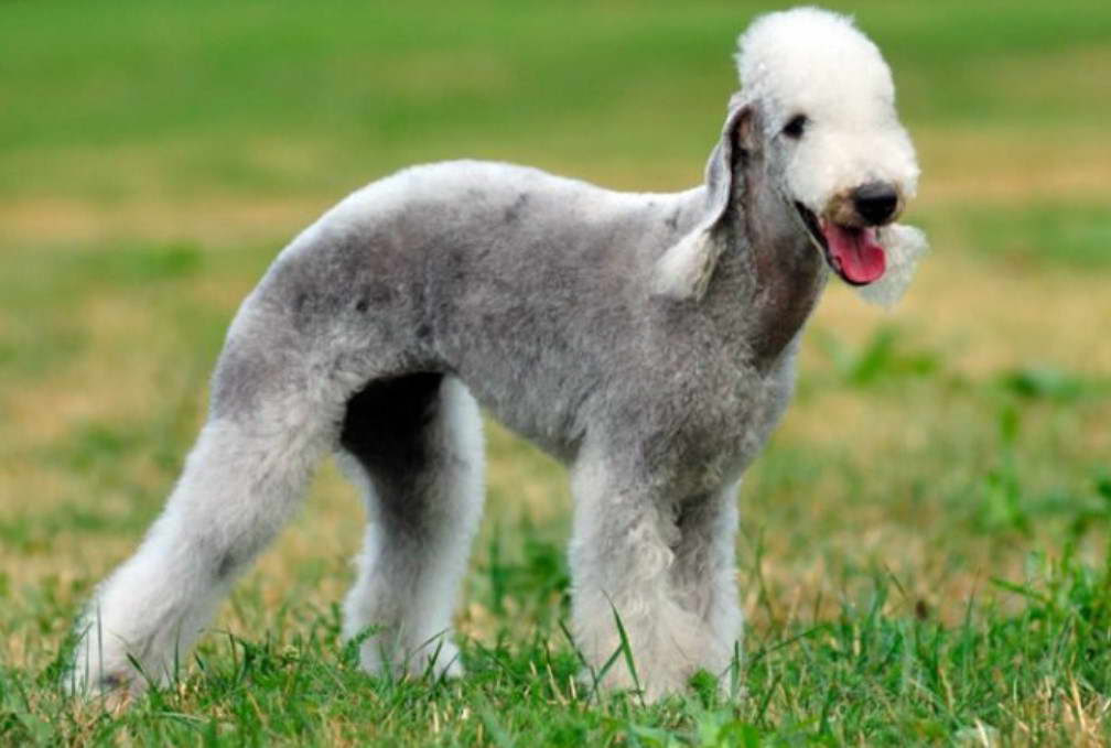 Cachorro Bedlington Terrier