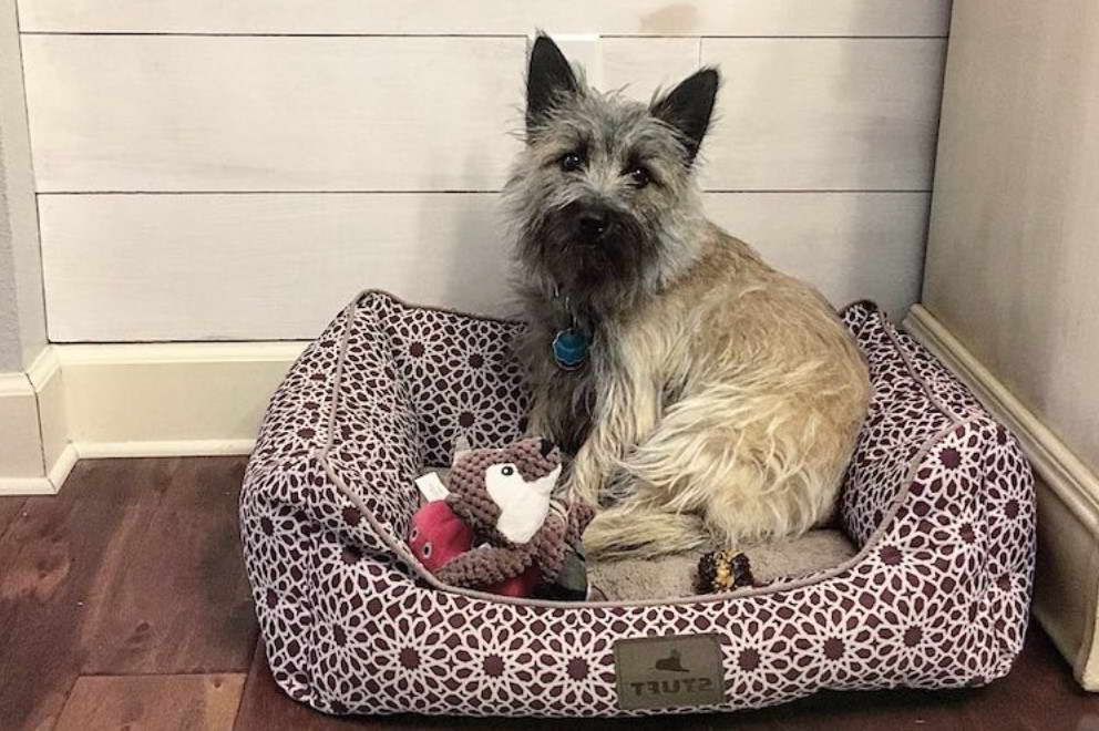 Cairn Terrier And Cats